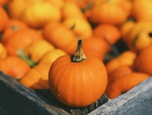 Harvest Festival Northampton
