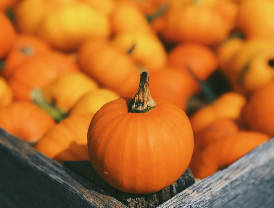Harvest Festival Northampton