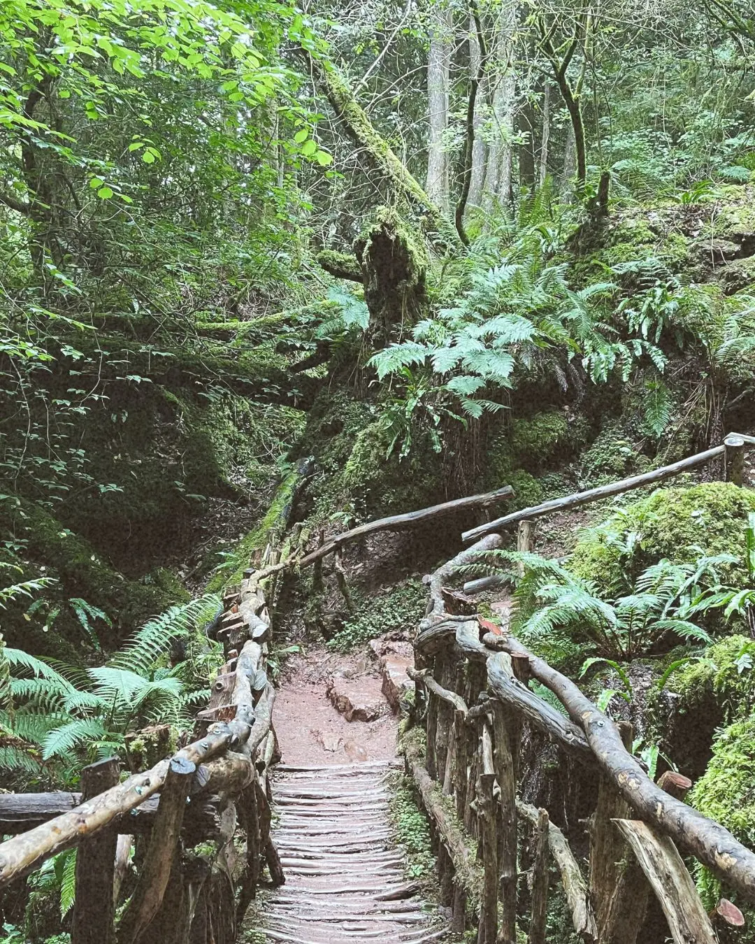 Finding God in Puzzlewood