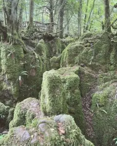 rocks in a forest 