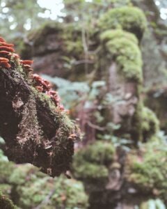 mushrooms in Puzzlewood 