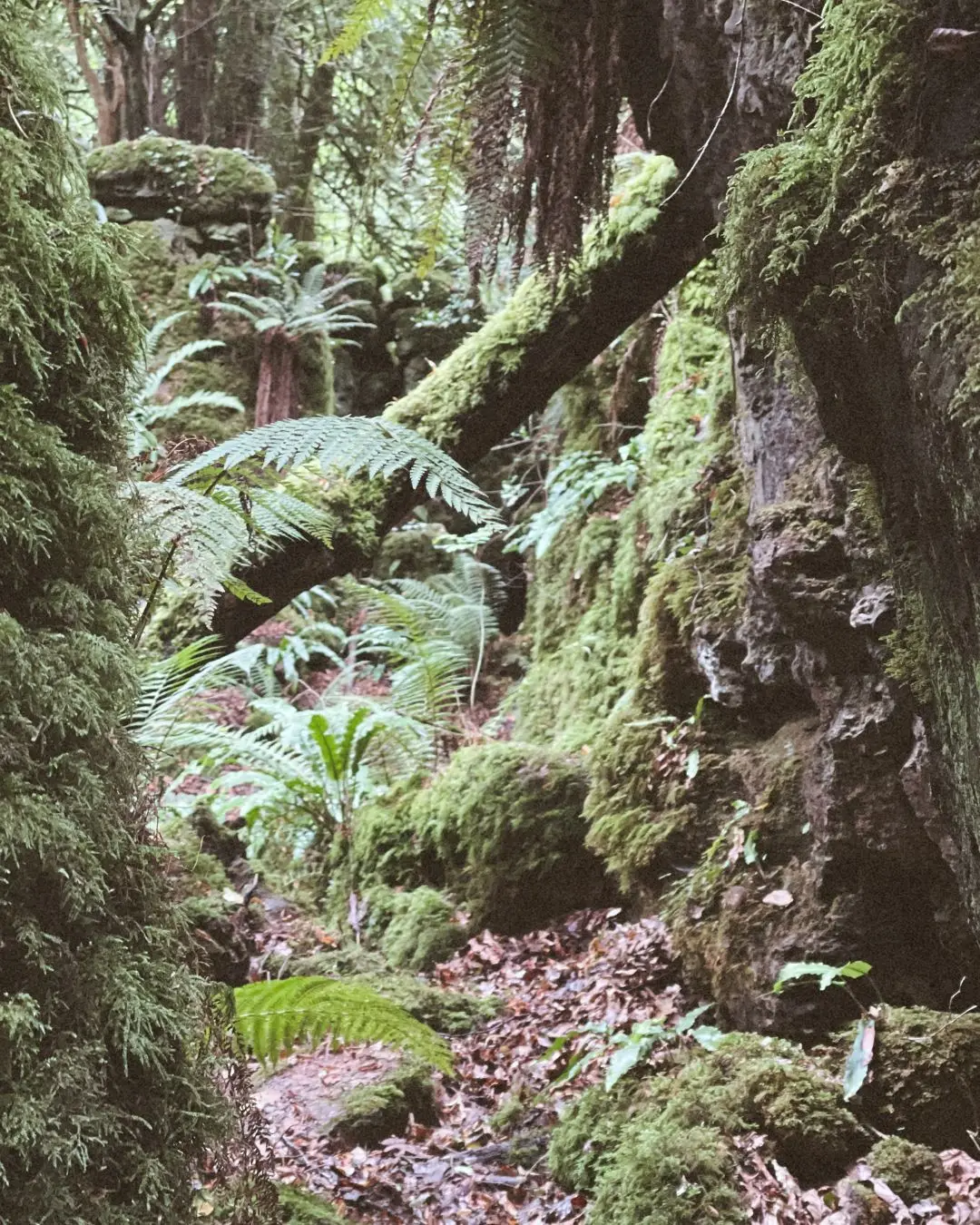 tress and rocks in forest 